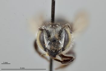 Media type: image;   Entomology 793874 Aspect: head frontal view